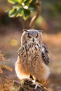 A rock eagle owl sitting in the trees.