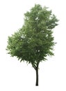 Rock elm, Deciduous green leafed tree, cutout on white background Royalty Free Stock Photo