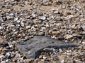 Rock in a environment from Shells of river mussels, small pebbles and sand on the beach of a river Royalty Free Stock Photo