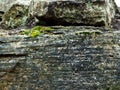 Rock face with brightly colored moss. Royalty Free Stock Photo