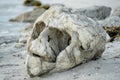 A rock with a face carved into it sits on the beach, perfect for a coastal-themed image Royalty Free Stock Photo