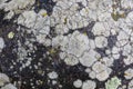 Texture of a fungus on a stone surface