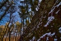 Rock features on the pine cliff nature trail with pine lined bluffs