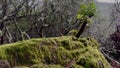 Rock Filled With Moss, Rainy Gloomy Day In The Forest