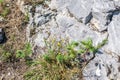 Rock with flora and moss