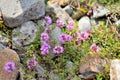 Rock flowers blooming in red point beach Royalty Free Stock Photo