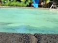 A rock focused photo of a swimming pool in a garden in Durban South Africa