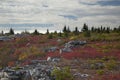 Rock formation at Bear Rocks and red wild huckleberry and blueberry bushes in Dolly Sods Wilderness