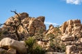 Rock Formation and Joshua Tree in Desert under Blue Sky Royalty Free Stock Photo