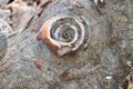 Rock Formation and Quartz Royalty Free Stock Photo