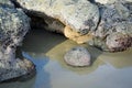 Rock formation on Shaws Cove Beach at lo tide in Laguna Beach, California. Royalty Free Stock Photo