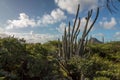 Rock Formations, Aruba Royalty Free Stock Photo