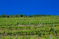 Vineyards in Lower Austria Royalty Free Stock Photo