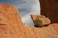 Rock formations with tree in the Garden of the Gods national landmark in Colorado Springs Colorado USA Royalty Free Stock Photo