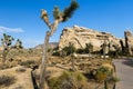 Rock formations and trees at Joshua Tree National Park Royalty Free Stock Photo