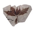 Rock with fossil leaves isolated.
