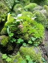a rock full of moss in the tropical climate of the city of Bandung, Indonesia