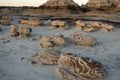 The Rock Garden at Bisti Badlands Wilderness Area New Mexico