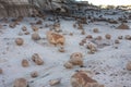 The Rock Garden at Bisti Badlands Wilderness Area New Mexico