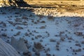 The Rock Garden at Bisti Badlands Wilderness Area New Mexico