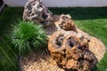 Rock garden design. Echeveria elegans and decorative cereals.