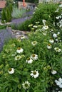 Ornamental rock garden full of perennials Royalty Free Stock Photo