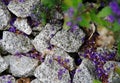 Close-up in rock garden with gravel and plant 2 Royalty Free Stock Photo