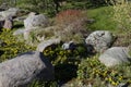 Rock garden, Marsh Marigold flower Royalty Free Stock Photo