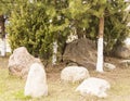 Rock garden among pine trees . Spring in the cit Royalty Free Stock Photo