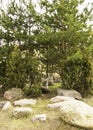 Rock garden among pine trees . Spring in the city Royalty Free Stock Photo