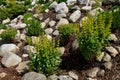 Rock garden with round granite boulders overgrown with perennials in large yellow bunches blooming. the slope is further mulched b