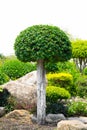 Rock garden with shrubs for garden decoration, Royalty Free Stock Photo