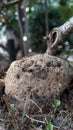 a rock in the garden