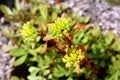 Rock gardens before flowering