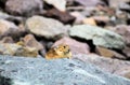 Rock Glacier American  Pika Royalty Free Stock Photo