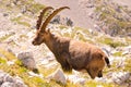 Rock goat Royalty Free Stock Photo