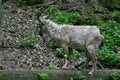 Rock goat close view in nature Royalty Free Stock Photo