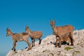 Rock goat family Royalty Free Stock Photo