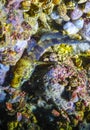 Rock goby (Gobius paganellus), at night fish among the rocks