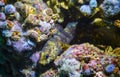 Rock goby (Gobius paganellus), at night fish among the rocks