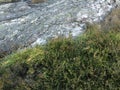 Rock and grass in nature Royalty Free Stock Photo