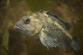 Rock greenling, Hexagrammos lagocephalus Royalty Free Stock Photo