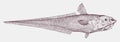 Rock grenadier, roundhead rat-tail coryphaenoides rupestris, critically endangered deep sea fish