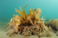 Fan worm among seaweed fronds