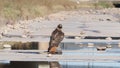 Rock On - hawk still life -