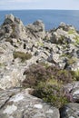 Rock and Heather, Murlough Beach; County Antrim