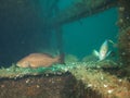 Rock Hind & Blue Angelfish - Dupont Bridgespan