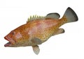 Rock Hind Saltwater Fish, Isolated