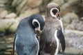 Rock hopper penguins Royalty Free Stock Photo