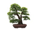 Rock Hornbeam Bonsai Tree